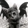 angeliccvts