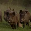 dzikmik