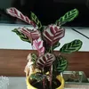 dbora.lima29