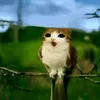 fantolniy