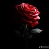 user502271993684036