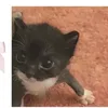 somestupidkitty1