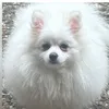 nala86743