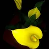 griselda.ortiz72