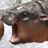 hangryhippo8