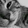 baugomez039gmail.com