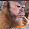 alyonashochit