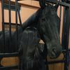 evelynluvshorses