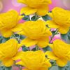 rose566030
