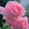 muhammad_ahmad80000