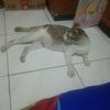 ipul.saeful0