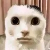 pia.la.ngon.nhat