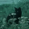 blackgladiouluz