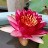 mufliha049