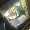 sunflowers25730