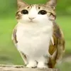 pookiecream3