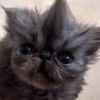 catz2656