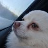 arissie_pizzie