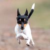 Delly the Toy Fox Terrier