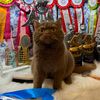 magadirbreedcats