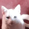 kaleu.diego