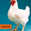 user52390871565808