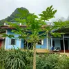 ngocquy099