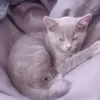 Артем