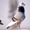 gsg.gsgsgu