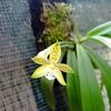 annisa.orchid