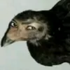 djjehejjdjdjdj