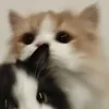 aonecat0