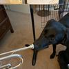 trumpetdaddyo