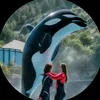 Dolphin 🐬