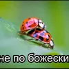 koteika33371