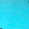 dalida7029