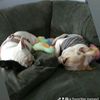 frenchieireland