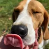 Pupi.TheBeagle