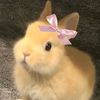 itiramisssyouu1