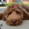 milliemybeautifuldoggie