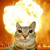 meowsukamieayam