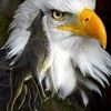 ravensroost68
