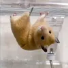 uocmodaquy