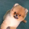 nuthapcam