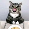 happycatwithdinner