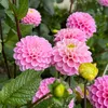 theplantloversclub