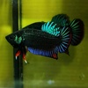 songkla.betta