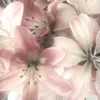 adaaleyna2
