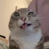 _acijem