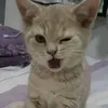 busaeraa